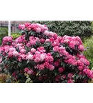 Yaku-Rhododendron 'Fantastica' - Rhododendron yak.'Fantastica' I