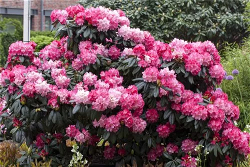 Yaku-Rhododendron 'Fantastica' - Rhododendron yak.'Fantastica' I