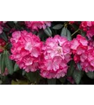 Yaku-Rhododendron 'Fantastica' - Rhododendron yak.'Fantastica' I