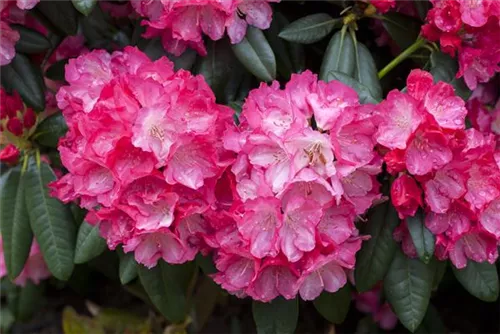 Yaku-Rhododendron 'Fantastica' - Rhododendron yak.'Fantastica' I