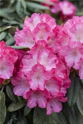 Yaku-Rhododendron 'Fantastica' - Rhododendron yak.'Fantastica' I