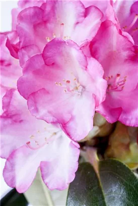 Yaku-Rhododendron 'Fantastica' - Rhododendron yak.'Fantastica' I