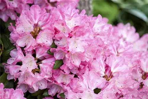 Yaku-Rhododendron 'Fantastica' - Rhododendron yak.'Fantastica' I