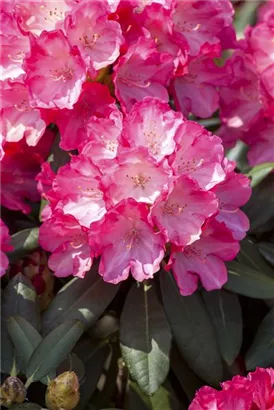 Yaku-Rhododendron 'Fantastica' - Rhododendron yak.'Fantastica' I