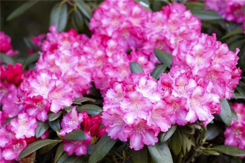 Yaku-Rhododendron 'Fantastica' - Rhododendron yak.'Fantastica' I