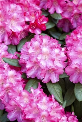 Yaku-Rhododendron 'Fantastica' - Rhododendron yak.'Fantastica' I