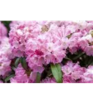 Yaku-Rhododendron 'Fantastica' - Rhododendron yak.'Fantastica' I