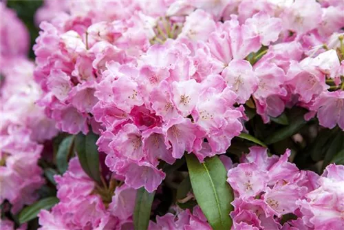 Yaku-Rhododendron 'Fantastica' - Rhododendron yak.'Fantastica' I