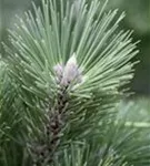 Schwarzkiefer 'Helga' - Pinus nigra 'Helga'