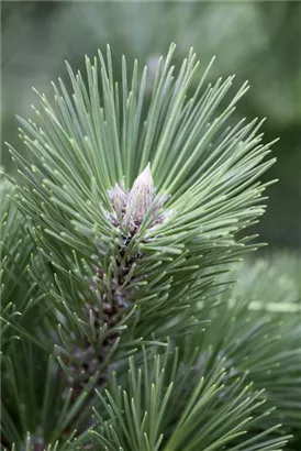 Schwarzkiefer 'Helga' - Pinus nigra 'Helga'