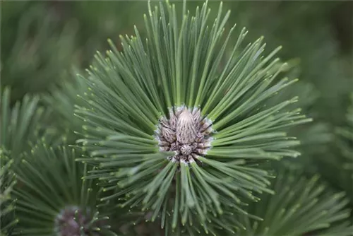 Schwarzkiefer 'Helga' - Pinus nigra 'Helga'