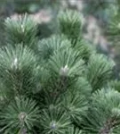 Schwarzkiefer 'Helga' - Pinus nigra 'Helga'