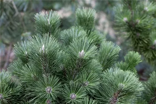 Schwarzkiefer 'Helga' - Pinus nigra 'Helga'