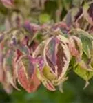 Amerik.Blumen-Hartriegel - Cornus florida - Formgehölze