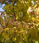 Amerik.Blumen-Hartriegel - Cornus florida - Formgehölze