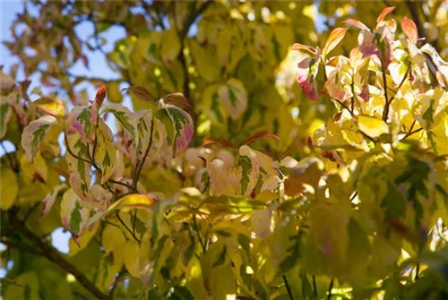 Amerik.Blumen-Hartriegel - Cornus florida - Formgehölze