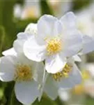 Duftend.Bauernjasmin - Philadelphus coronarius