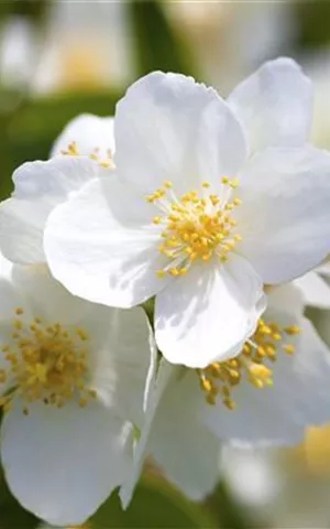 Philadelphus coronarius