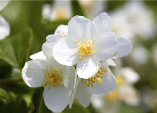 Philadelphus coronarius