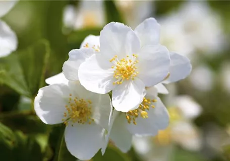 Philadelphus coronarius - Duftend.Bauernjasmin