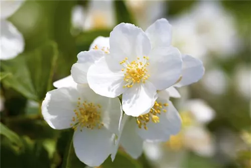 Duftend.Bauernjasmin - Philadelphus coronarius