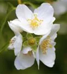 Duftend.Bauernjasmin - Philadelphus coronarius