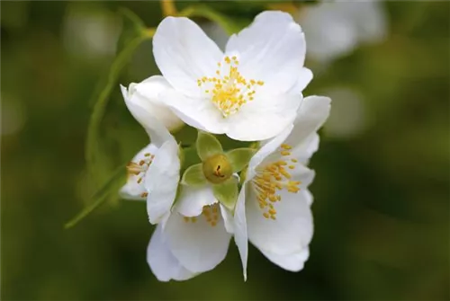 Duftend.Bauernjasmin - Philadelphus coronarius