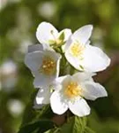 Duftend.Bauernjasmin - Philadelphus coronarius