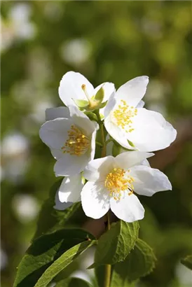 Duftend.Bauernjasmin - Philadelphus coronarius