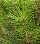 Schwarzkiefer 'Komet' - Pinus nigra 'kleiner Turm'