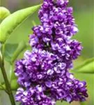 Edelflieder 'Charles Joly' - Syringa vulg.'Charles Joly' - Formgehölze