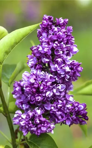 Syringa vulg.'Charles Joly' - Formgehölze