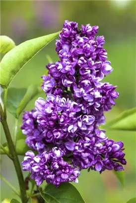 Edelflieder 'Charles Joly' - Syringa vulg.'Charles Joly' - Formgehölze