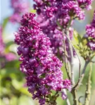 Edelflieder 'Charles Joly' - Syringa vulg.'Charles Joly' - Formgehölze