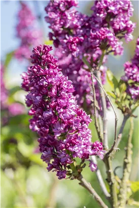 Edelflieder 'Charles Joly' - Syringa vulg.'Charles Joly' - Formgehölze