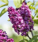 Edelflieder 'Charles Joly' - Syringa vulg.'Charles Joly' - Formgehölze