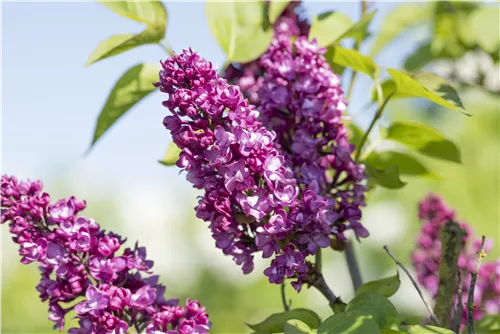 Edelflieder 'Charles Joly' - Syringa vulg.'Charles Joly' - Formgehölze