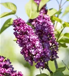 Edelflieder 'Charles Joly' - Syringa vulg.'Charles Joly' - Formgehölze