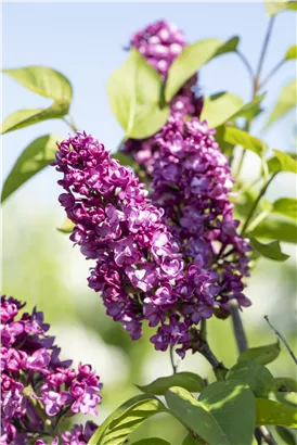 Edelflieder 'Charles Joly' - Syringa vulg.'Charles Joly' - Formgehölze