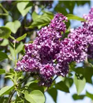 Edelflieder 'Charles Joly' - Syringa vulg.'Charles Joly' - Formgehölze