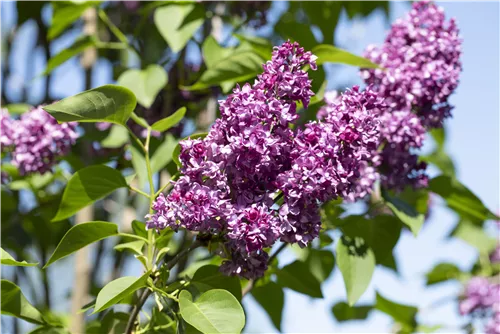 Edelflieder 'Charles Joly' - Syringa vulg.'Charles Joly' - Formgehölze