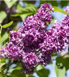 Edelflieder 'Charles Joly' - Syringa vulg.'Charles Joly' - Formgehölze