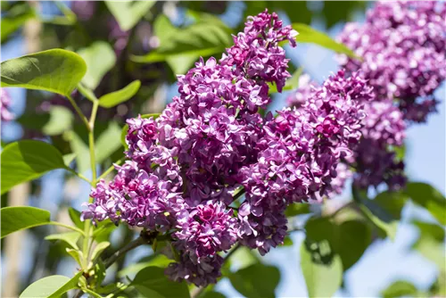 Edelflieder 'Charles Joly' - Syringa vulg.'Charles Joly' - Formgehölze