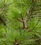 Schwarzkiefer - Pinus nigra ssp.nigra - Nadeln - Koniferen