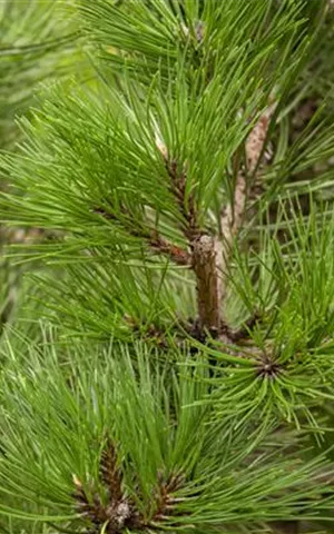 Pinus nigra ssp.nigra - Nadeln - Koniferen