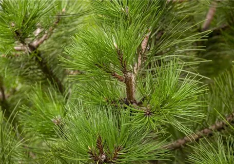 Pinus nigra ssp.nigra - Nadeln - Koniferen - Schwarzkiefer