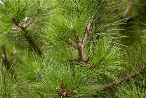 Schwarzkiefer - Pinus nigra ssp.nigra - Nadeln - Koniferen