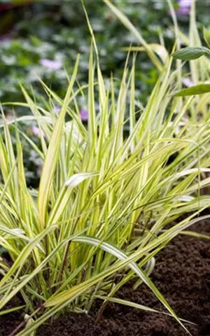 Hakonechloa macra 'Aureola'