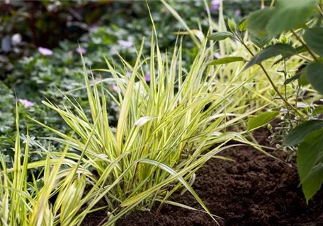 Hakonechloa macra 'Aureola' - Garten-Ziergras