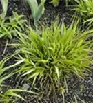 Japanisches Berggras - Hakonechloa macra